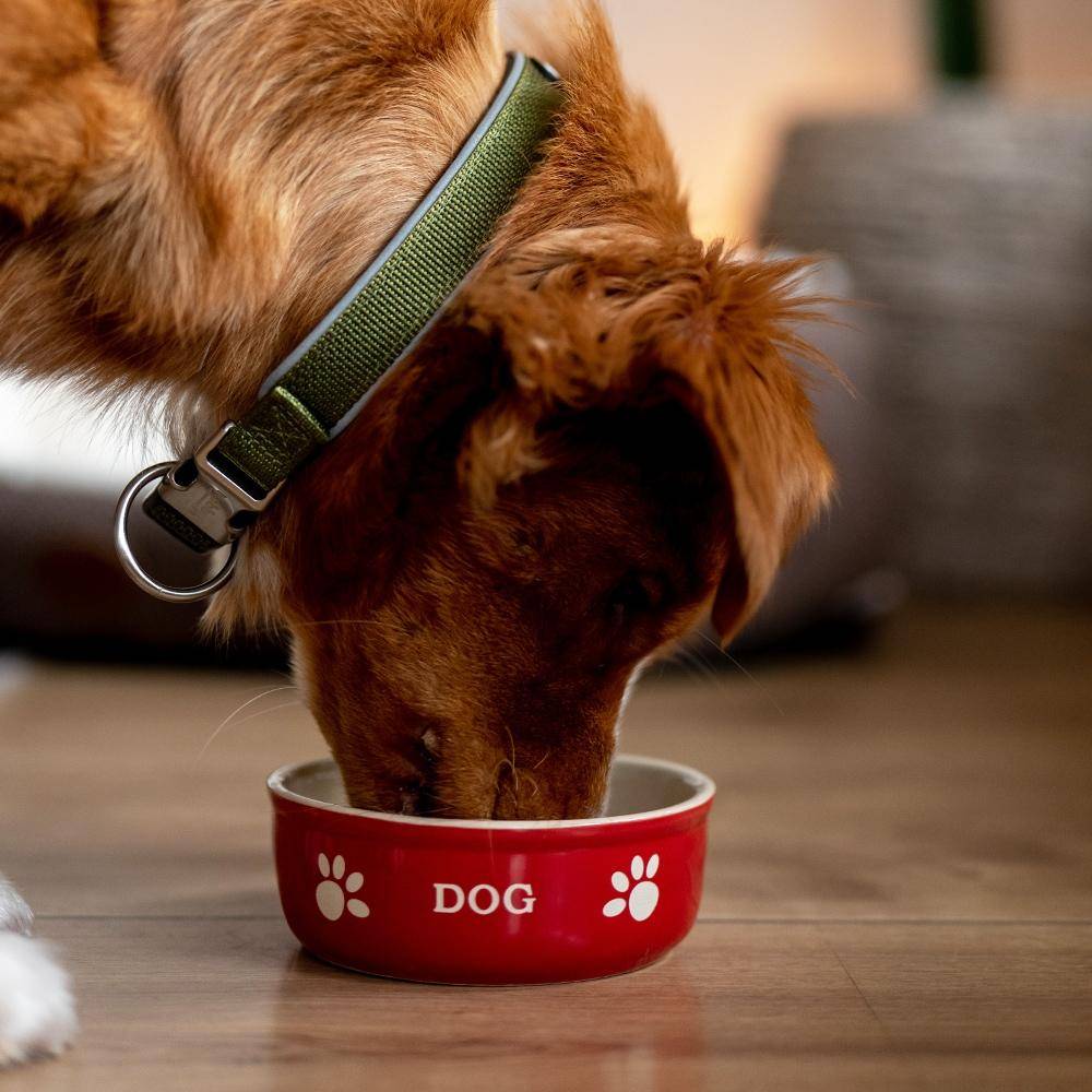 Hunde Keramiknapf "DOG" rot / beige 13.5 X 13.5 X 5 cm | Nobby