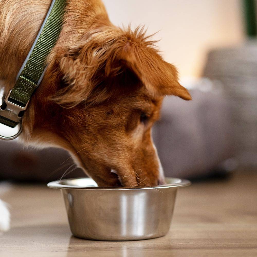 Edelstahlnapf Hund 25.0 cm 2.50 ltr | Nobby